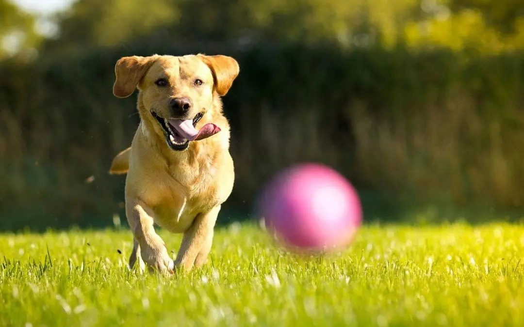 Hot Dog! How to Cool Your Pet During a Heat Exhaustion Episode