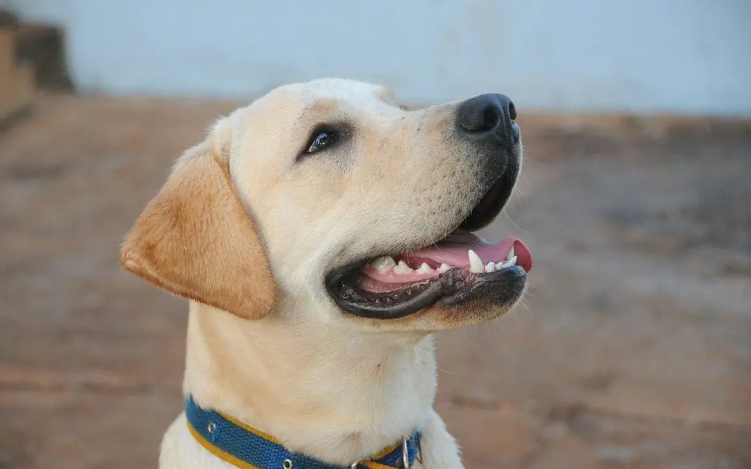 Improving Your Pet’s Oral Health