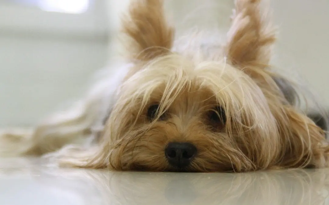 10 Warning Signs of Cancer in Pets