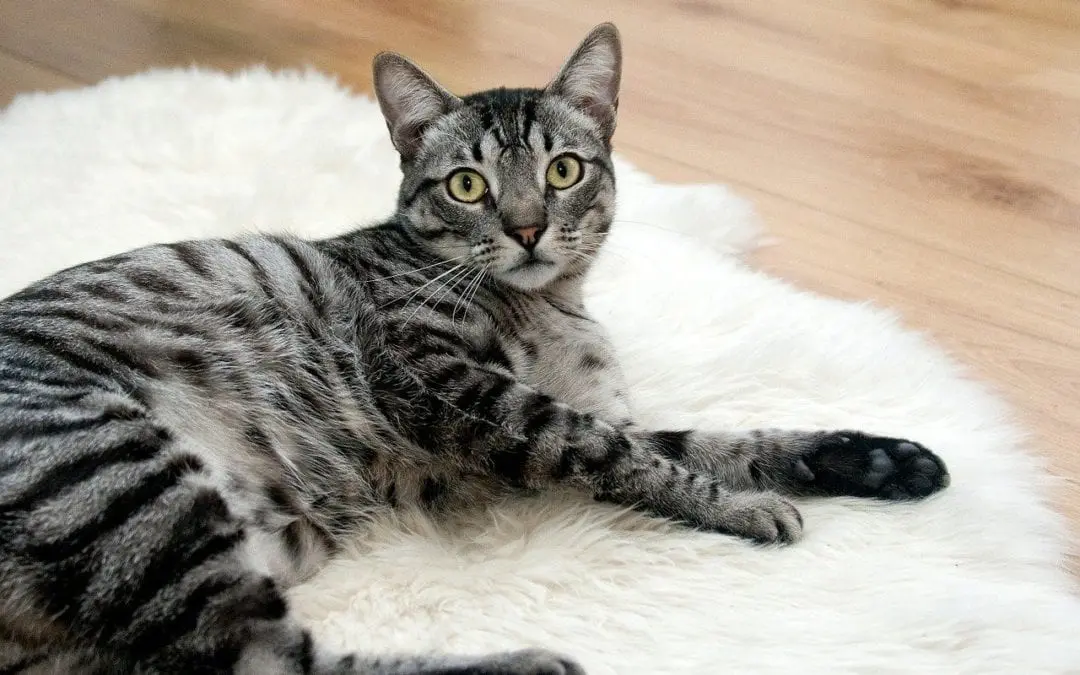 Are Hairballs Normal for Cats?