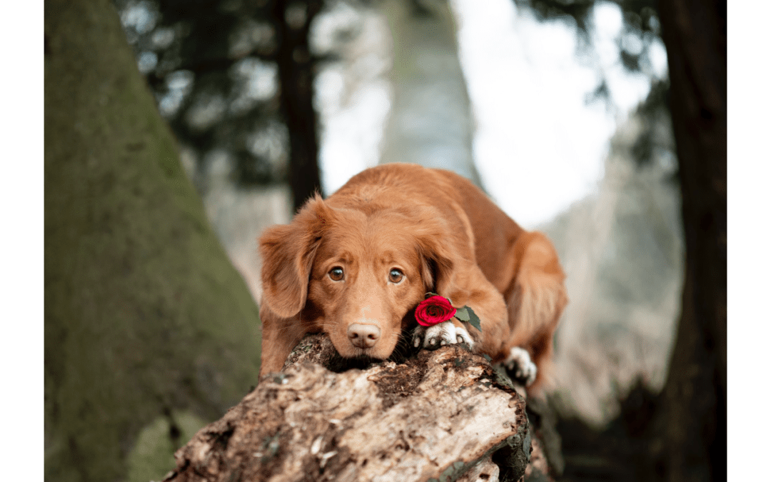 Four Ways To Share Valentine’s Day Love With Your Pet