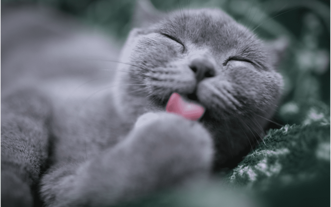 Learn About Hairball Prevention for Your Cat