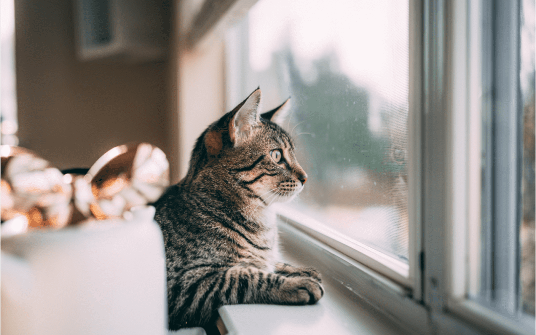 Enjoy the Warm Weather with Your Cat This Spring and Summer