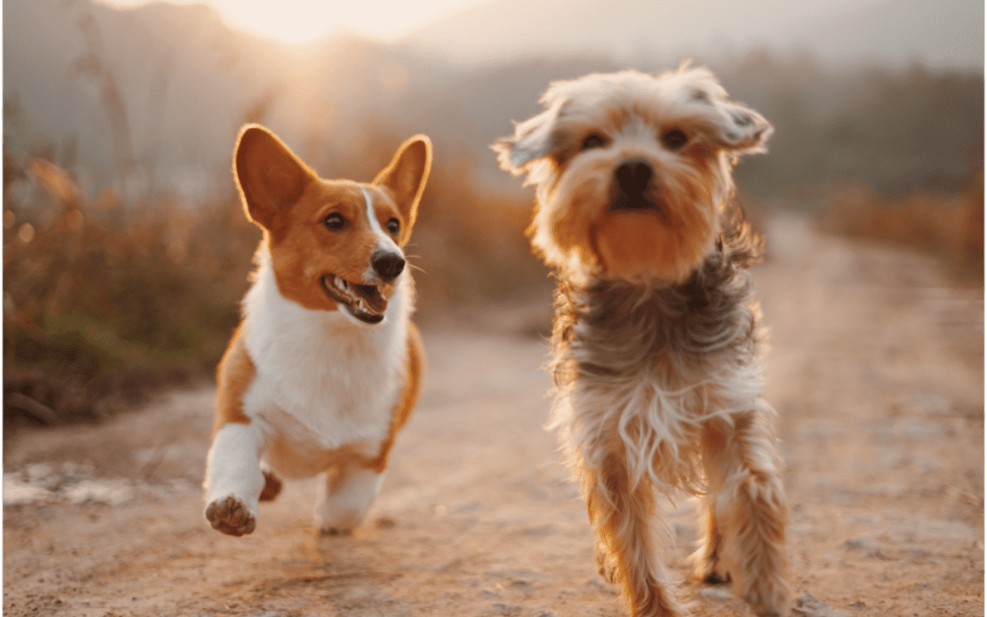 4 Ways to Have a Cool Pet This Summer