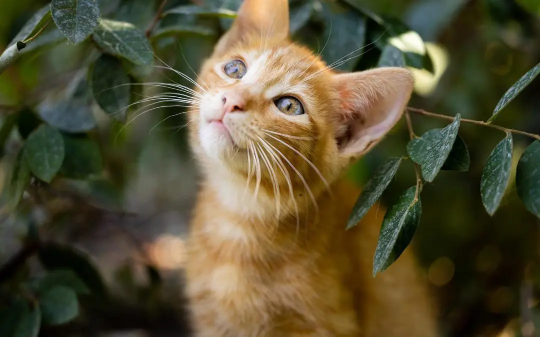 How To Keep Your Cat Safe With Routine Wellness Care