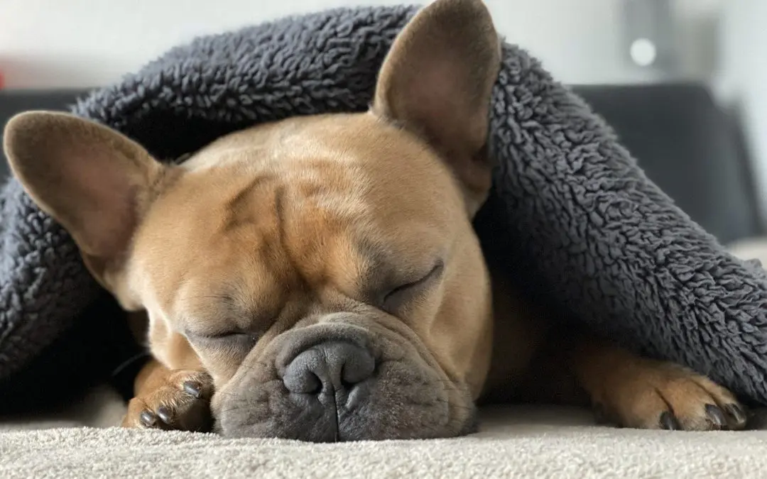 Keeping Your Pet Safe Under Anesthesia