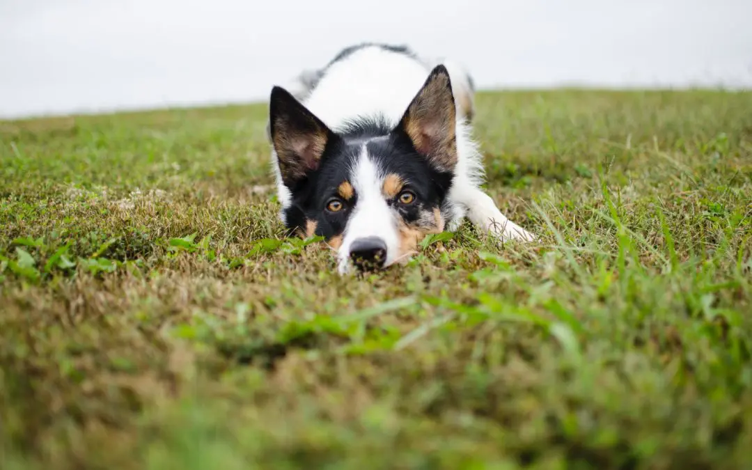Reasons That Can Cause Diarrhea in Dogs