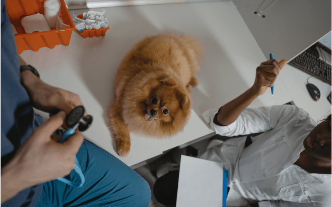 Vet Techs: Animal Hospitals’ Unsung Heroes
