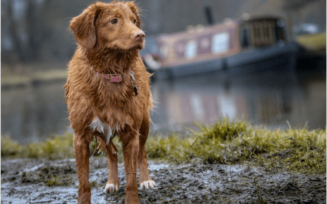 Learn How to Keep Your Pet Safe from Hypothermia