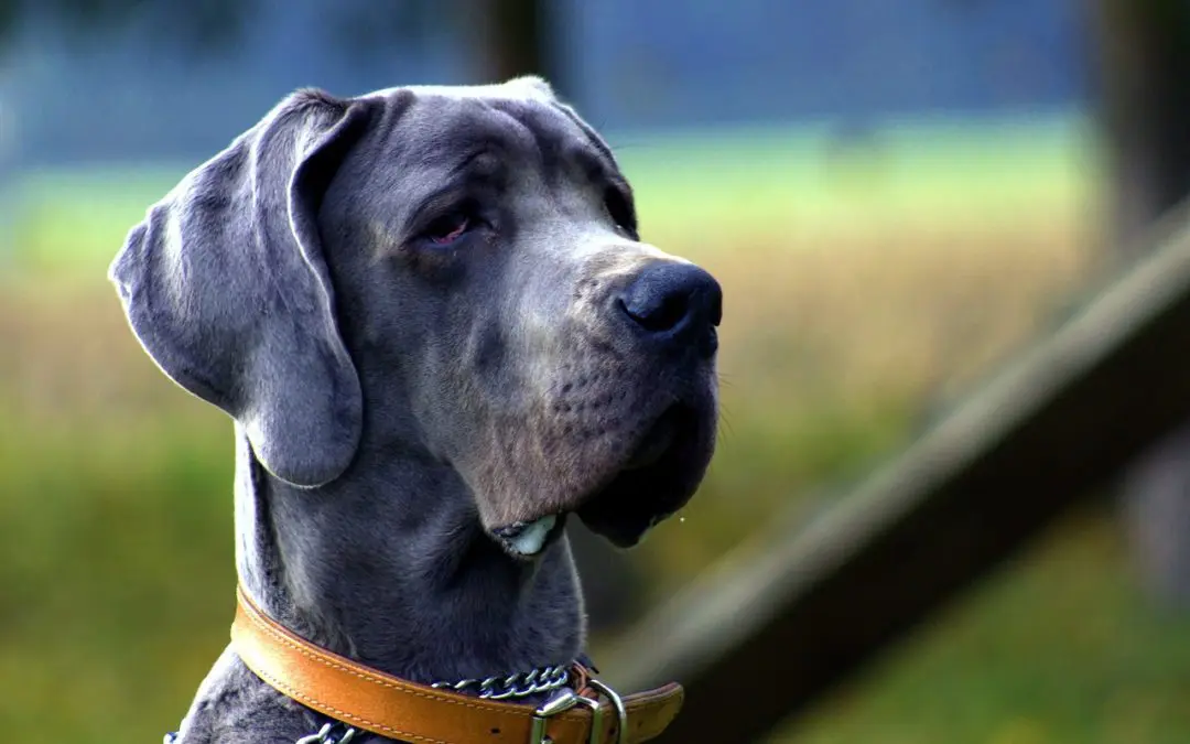 Pet Dental Disease Affects More Than Your Senior Pet’s Teeth