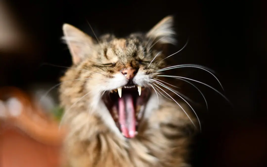 Brown cat yawning