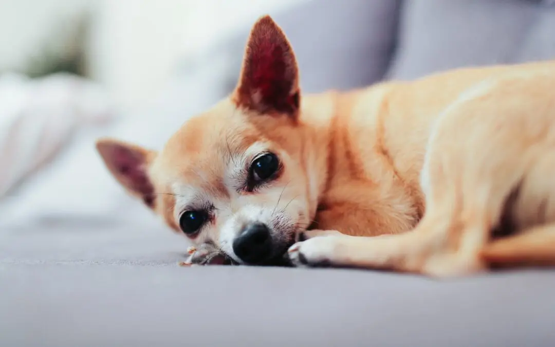 Help Your Pet With Surgery Recovery
