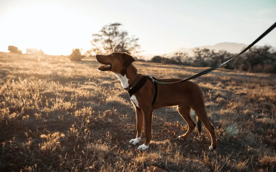 Prevent Dog Bites and Ensure Your Dog’s Safety
