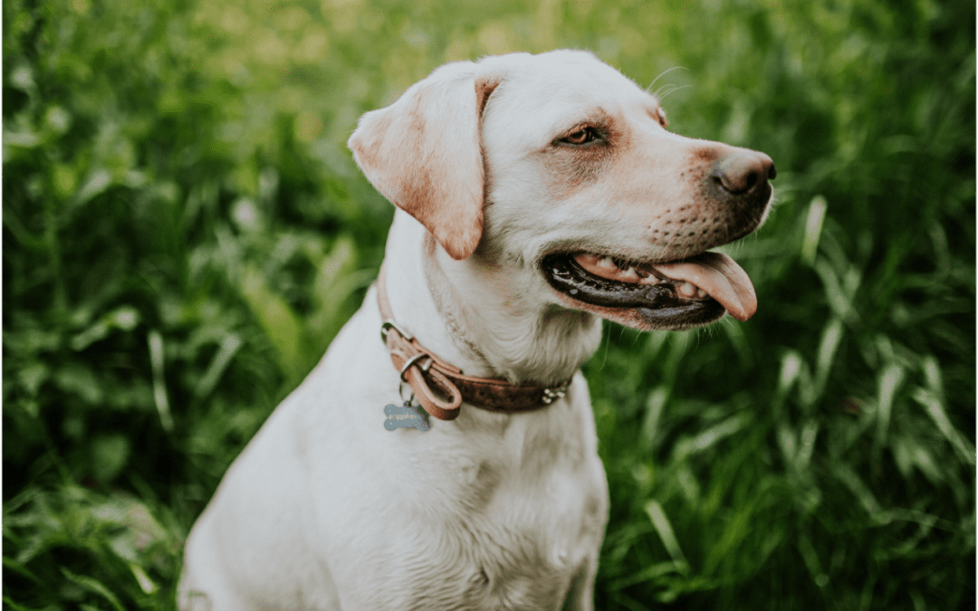 Prepare for Your Pet’s Passing