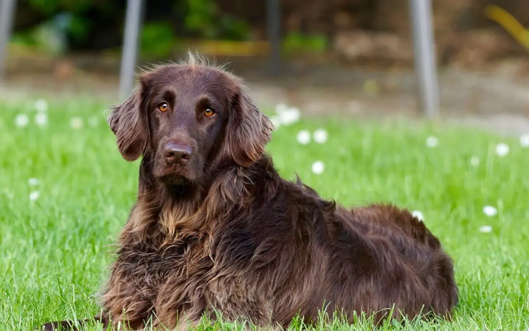 All About Cranial Cruciate Ligament Tears in Pets