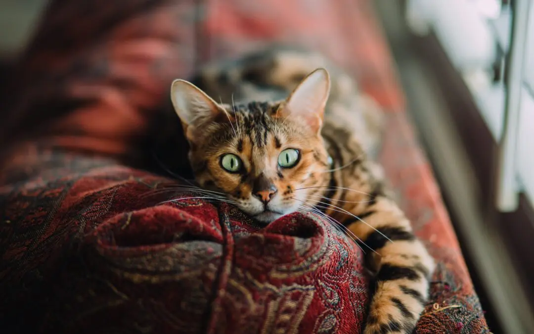 Common Diseases Transmissible from Pets to Humans