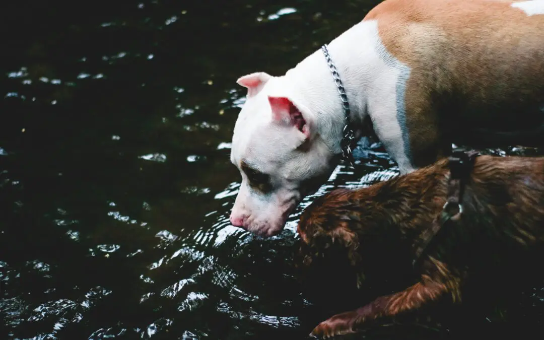 Keep Your Pet Hydrated During the Summer