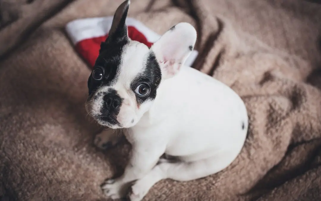 Keeping Your Pets Safe and Happy this Holiday Season