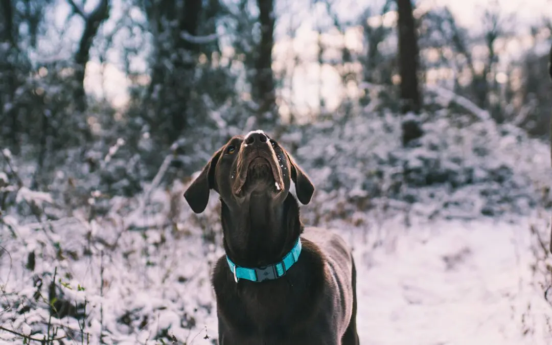 January Pet Safety: Navigating Seasonal Challenges for Your Furry Friend
