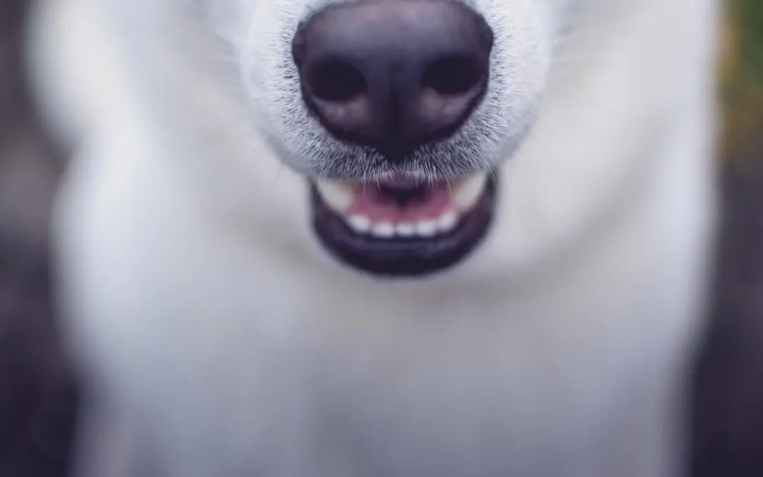 Pawsitively Fresh: A Step-by-Step Guide to Brushing Your Dog’s Teeth