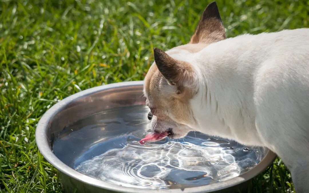 Pet Hydration 101: Are They Drinking Enough Water?