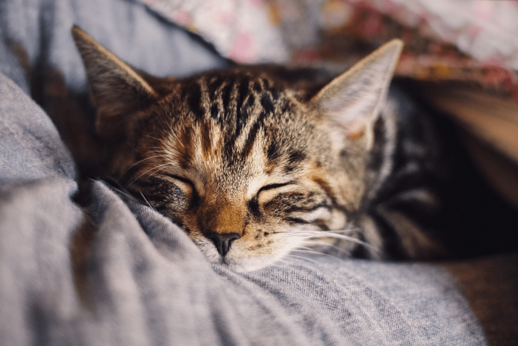 Pet Gallery Rutland, VT 05701 Riverside Veterinary Care