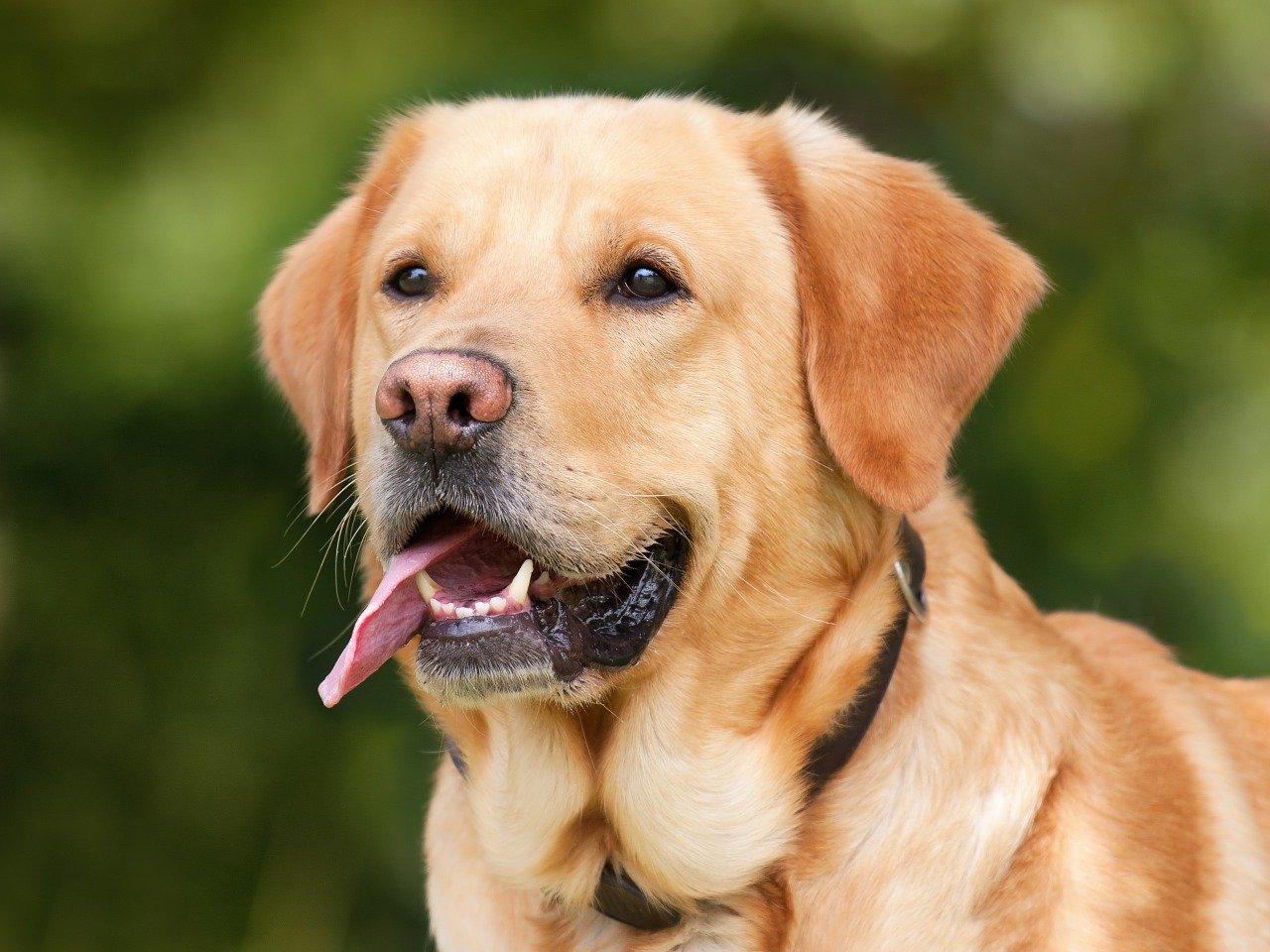 what is the most common disease in dogs