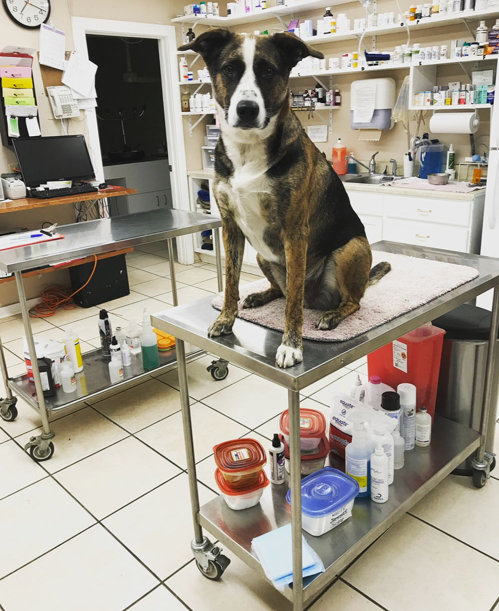 Veterinarian in Rutland, VT 05701 - Riverside Veterinary Care