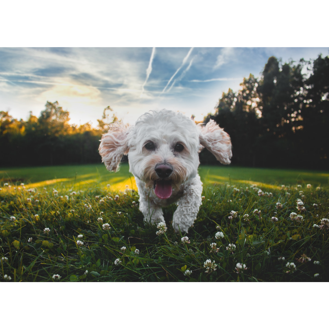 Grooming Tips for Your Pet This Summer - Riverside Veterinary Care