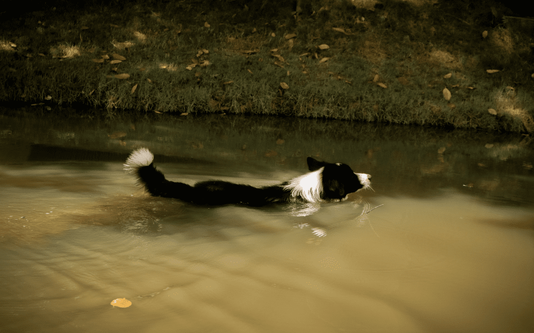 Water Safety Tips for Your Pet This Summer