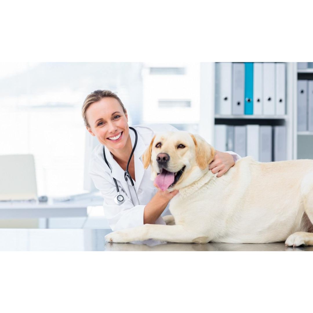 Prepare Your Pet For A Great Vet Visit Riverside Veterinary Care