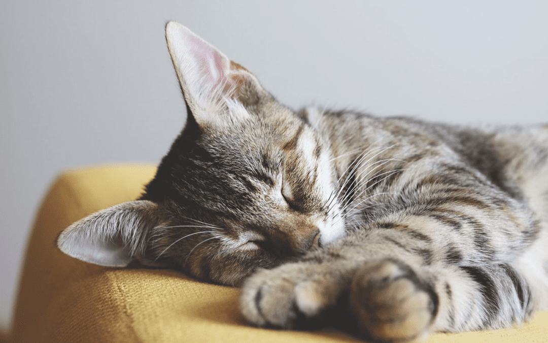 Understanding End-of Life Care Options for Your Pet