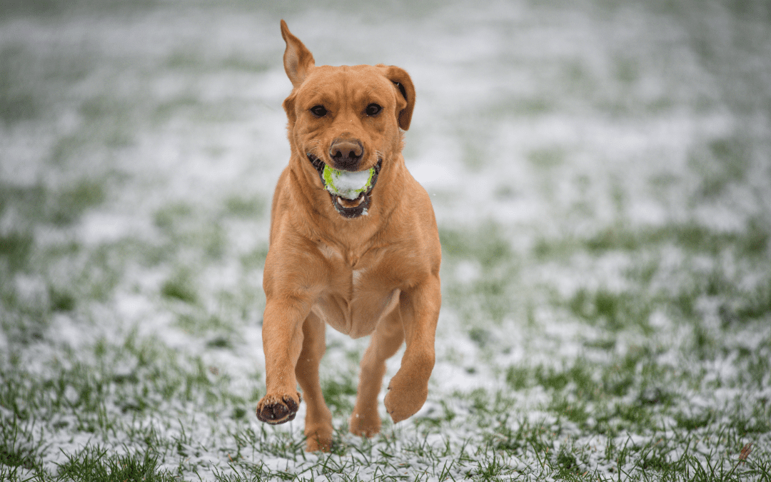 New Year’s Resolutions for Pets and Owners
