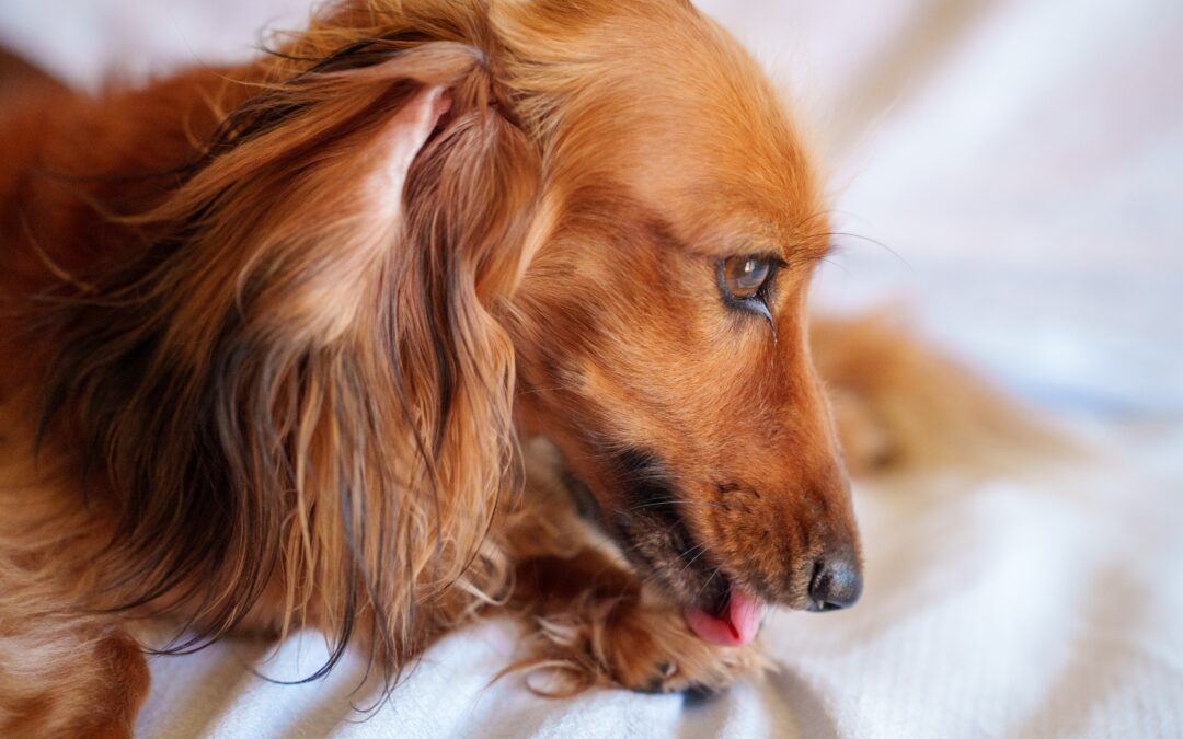 How to Treat Hot Spots in Pets