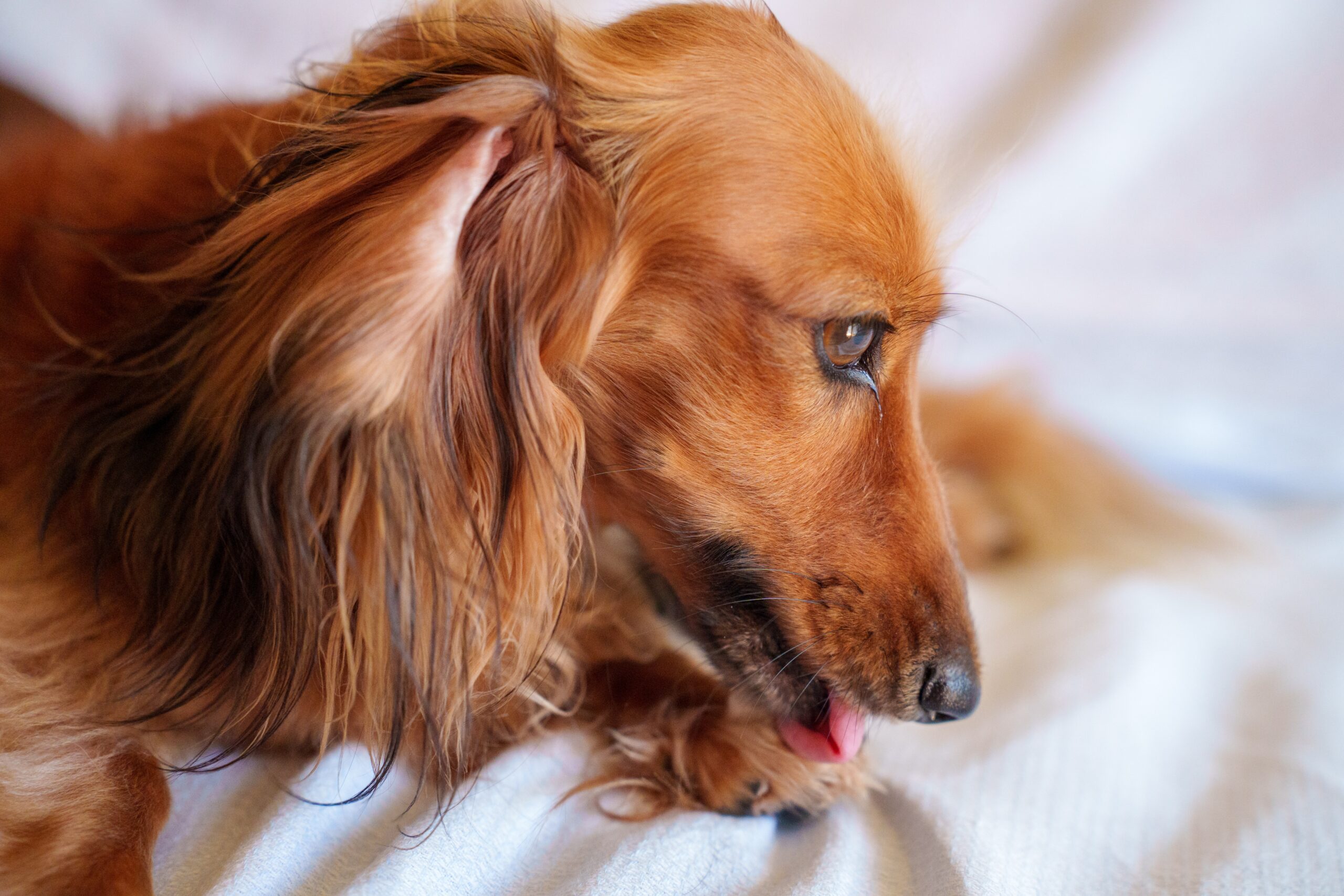 How to Treat Hot Spots in Pets Riverside Veterinary Care