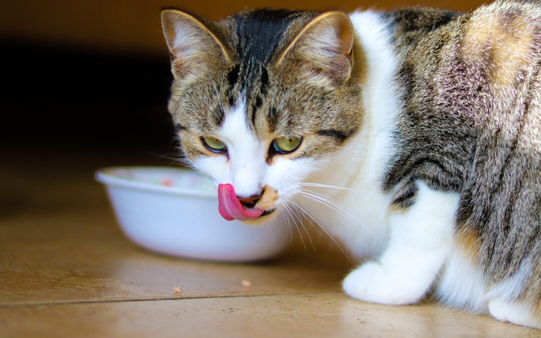 Cat licking its face after eating food from a bowl.