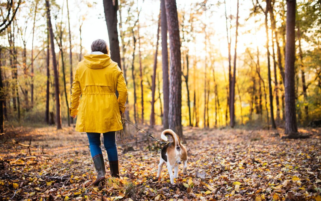 Trail Companions: A Comprehensive Guide to Dog-Friendly Hiking